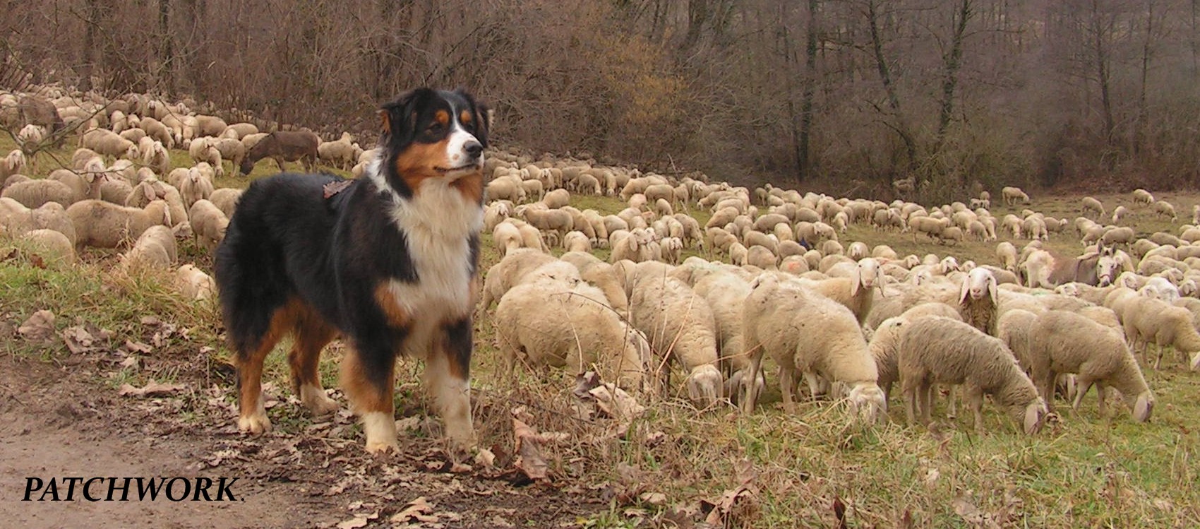 Pastore Australiano pecore